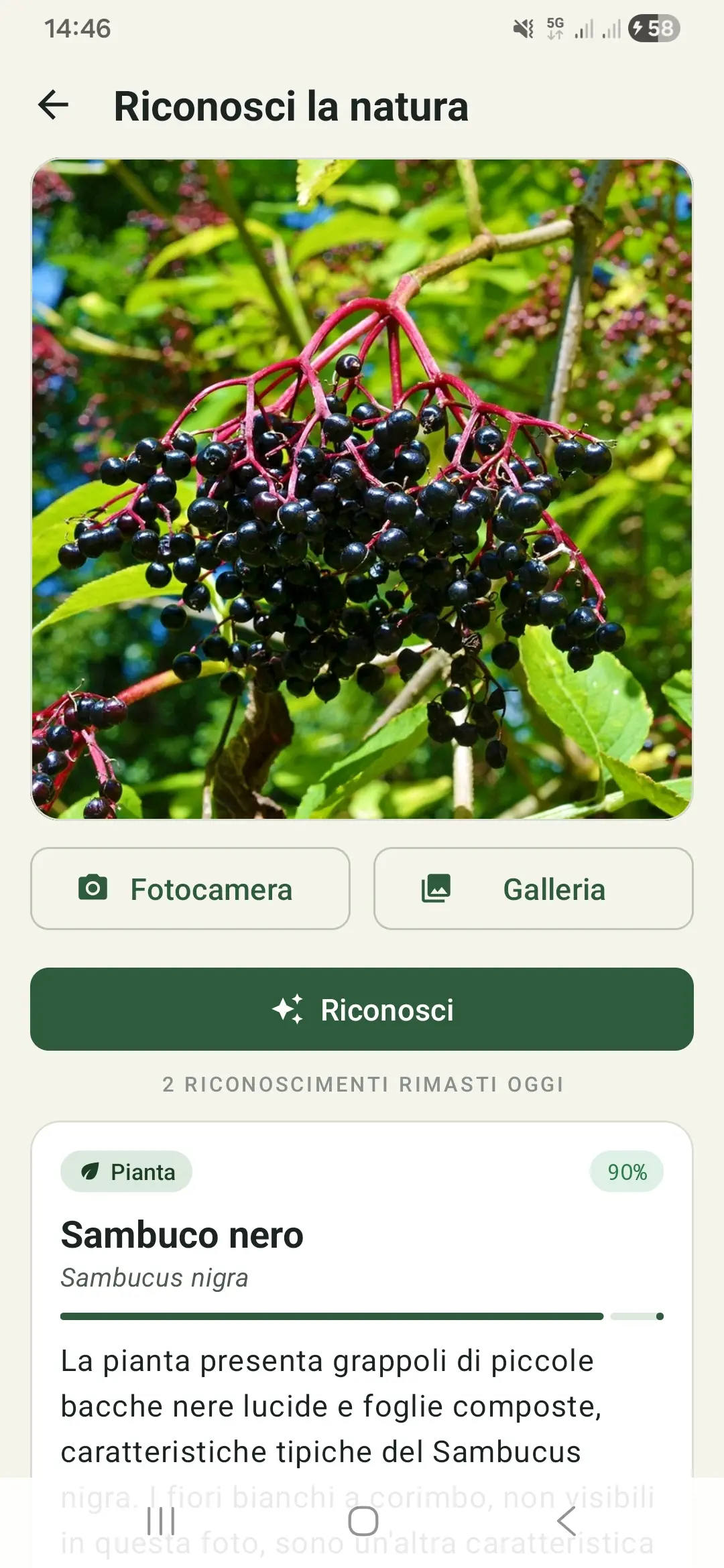 Riconoscimento di una pianta da una foto in WildLife
